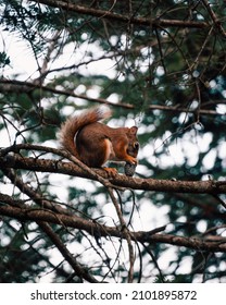 Red Squirrel Chewing A Pinecone