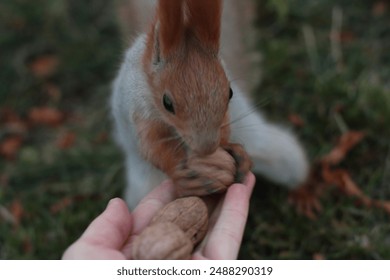 Red squirrel in the city coniferous park - Powered by Shutterstock