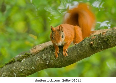  A red squirrel climbs on a tree. A cute european red squirrel in the nature habitat.  Sciurus vulgaris                            