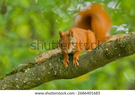  A red squirrel climbs on a tree. A cute european red squirrel in the nature habitat.  Sciurus vulgaris                            