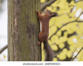 A red squirrel climbs up the side of a tree trunk in a forest setting.