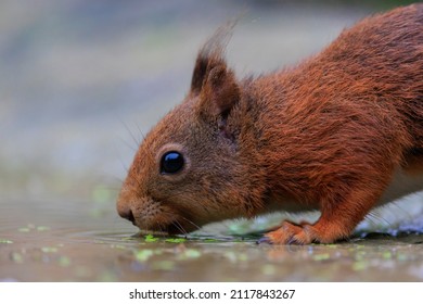 Red Squirrel Close Up Drinking Water In Pool