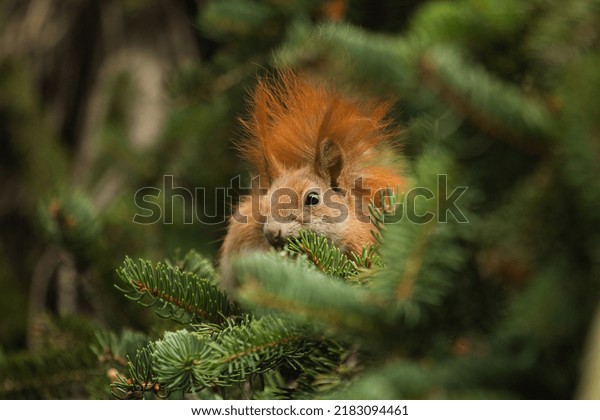 Red squirrel in the crown of a pine tree .
Squirrel, little fluffy animal, wild eurasian red squirrel, sciurus
vulgaris in green
background.
