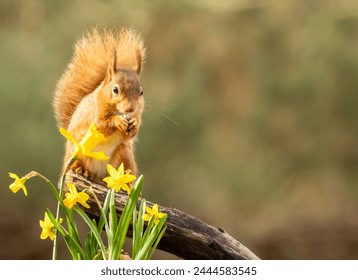 Red squirrel with daffodils in the spring