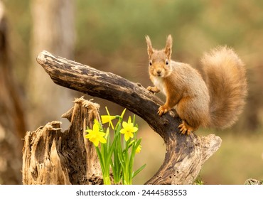 Red squirrel with daffodils in the spring
