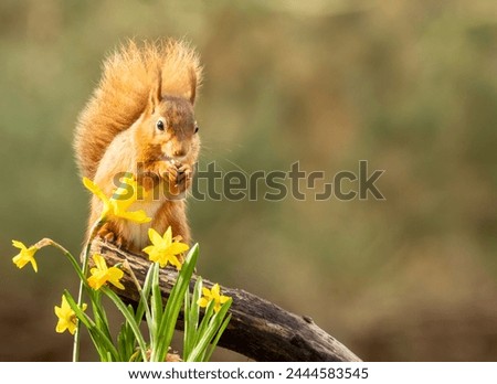 Red squirrel with daffodils in the spring