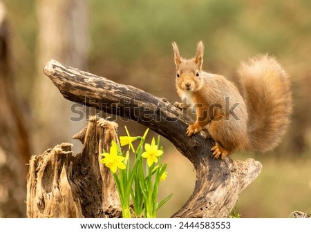 Red squirrel with daffodils in the spring