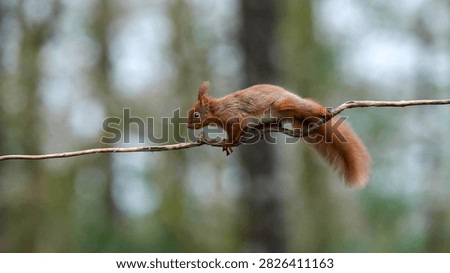 A red squirrel dashes along a twisted vine strung across a woodland hide in Ireland, its bushy tail held low and body stretched in a dynamic running pose. Photographed at Irish Photography Hides on Richard Duff's farm in southern Ireland.