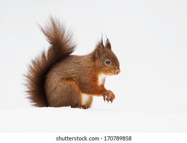 Red Squirrel In Deep Snow.