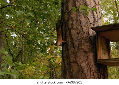Red squirrel descends the trunk of a tree.