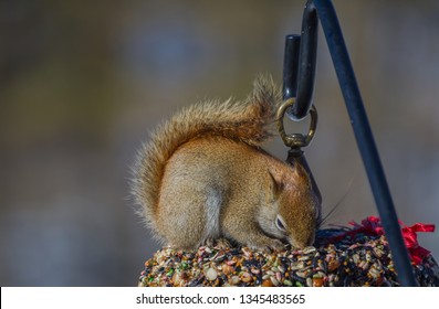 Red Squirrel Digging Seeds Out Of A Bird Seed Wreath During The Winter