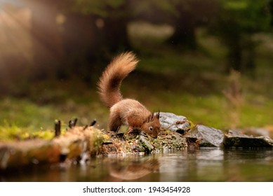 Red Squirrel Drinking - Refection Fun Water