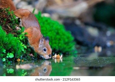 Red Squirrel Drinking Water In Forest