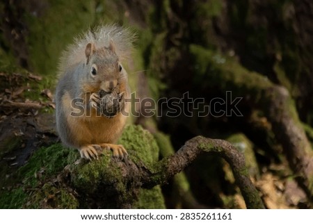 a red squirrel earting a pine cone