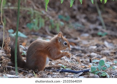 A red squirrel eating in a forest with a background of foliage and fallen leaves. - Powered by Shutterstock