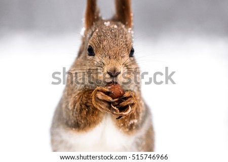 red squirrel eating nut on blurred winter forest background, closeup view