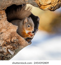 Red Squirrel eating nut sat on tree trunk in Scottish wood - Powered by Shutterstock