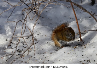 Red Squirrel Eating In The Snow On Whitefish Island, Ontario, Canada