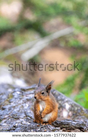 Similar – Eating squirrel in a sunny tree