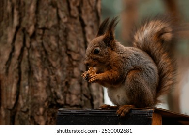 A red squirrel eats a nut