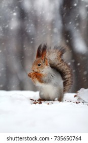 The Red Squirrel Eats Nut On Snow