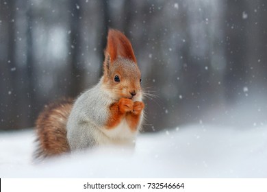 Red Squirrel Eats Nut Sitting On Snow