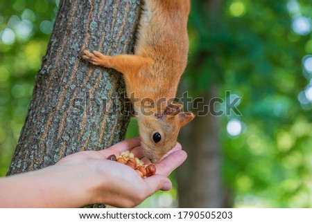 Red squirrel eats nuts from a human palm. A man feeds a wild squirrel from his hand.