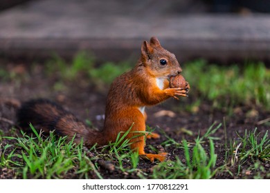 Red squirrel eats nuts in the park