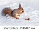 red squirrel eats nuts in the winter on the snow.