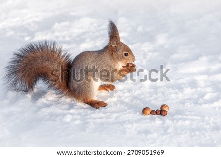 red squirrel eats nuts in the winter on the snow.