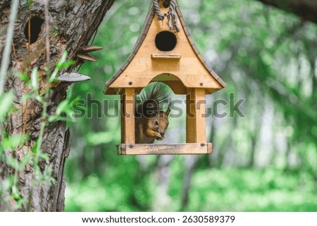 Red squirrel enjoying nuts inside small wooden bird feeder hanging on tree trunk, with blurred green forest background, creating peaceful nature scene