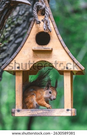 Red squirrel enjoying nuts inside small wooden bird feeder hanging on tree trunk, with blurred green forest background, creating peaceful nature scene