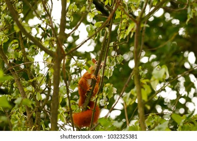 Red squirrel, Eurasian red squirrel