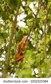 Red squirrel, Eurasian red squirrel