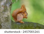 The red squirrel or Eurasian red squirrel eating a peanuts. Sciurus vulgaris