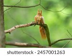 The red squirrel or Eurasian red squirrel on a branch. Sciurus vulgaris