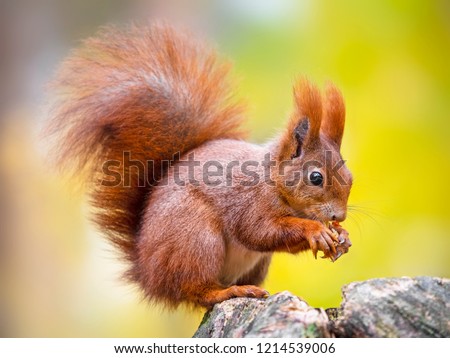 Similar – Image, Stock Photo A red squirrel caught mid-leap above the snow, with a lively contrast between its warm fur and the cold, white landscape