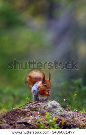 Similar – Image, Stock Photo nutcrackers Environment