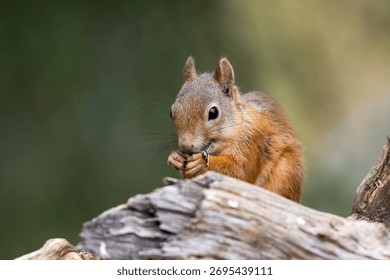 The red squirrel or Eurasian red squirrel in taiga. Sciurus vulgaris. Finland
