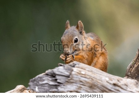 The red squirrel or Eurasian red squirrel in taiga. Sciurus vulgaris. Finland