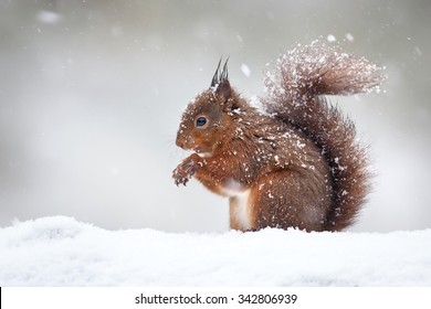 Red Squirrel In The Falling Snow