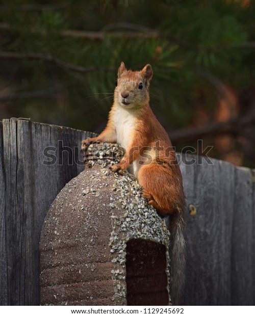 Red Squirrel Feeder Stock Photo Edit Now 1129245692