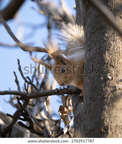 A red squirrel with a fluffy tail peeks from behind a tree trunk on a sunny day. It watches cautiously while clinging to the bark, surrounded by tangled branches and blue sky. Natural wildlife setting