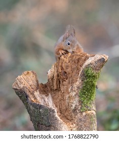 Red Squirrel Foraging For Food In An Irish Forest