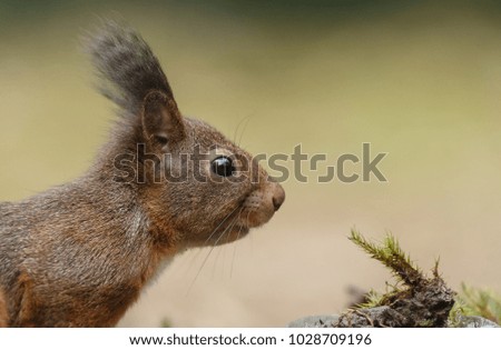 Similar – Squirrel II Environment