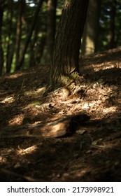 A Red Squirrel In The Forest In Ontario, Canada.