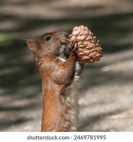 red squirrel in the forest with a pine cone in its paws