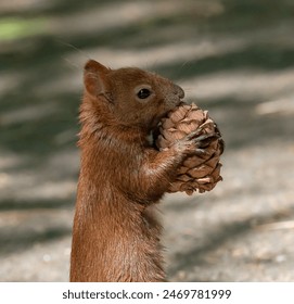 red squirrel in the forest with a pine cone in its paws