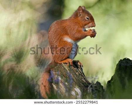 Red squirrel in a forest setting, eyes half-shut, about to eat