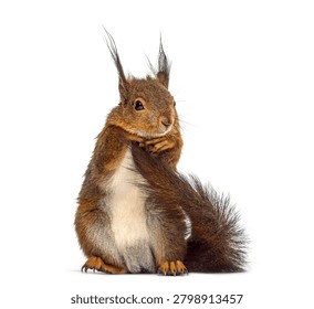 Red squirrel in front of a white background, Remastered
